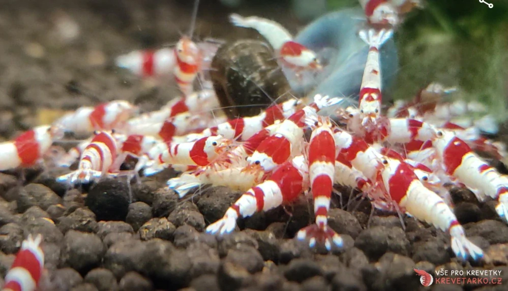 Caridina sp. Pure Red Line S-SS grade Hinomaru