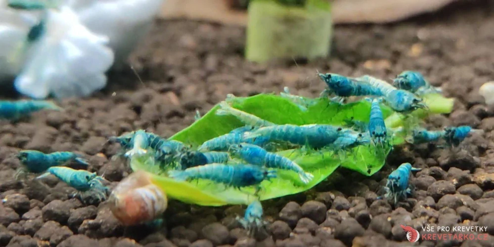 Caridina sp.Blue Bolt 