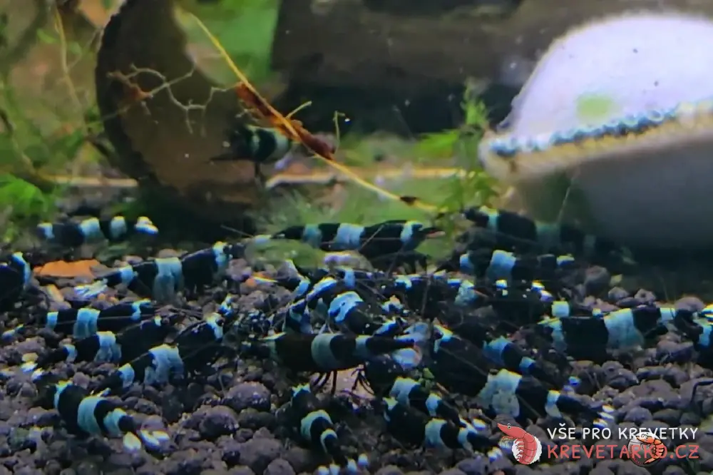 Caridina sp. Blue Shadow Panda