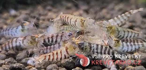 Caridina cf. Babaulti Zebra OE