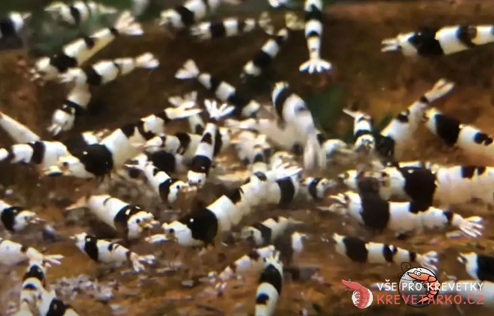 Caridina sp. Pure Black Line S-SS grade Hinomaru