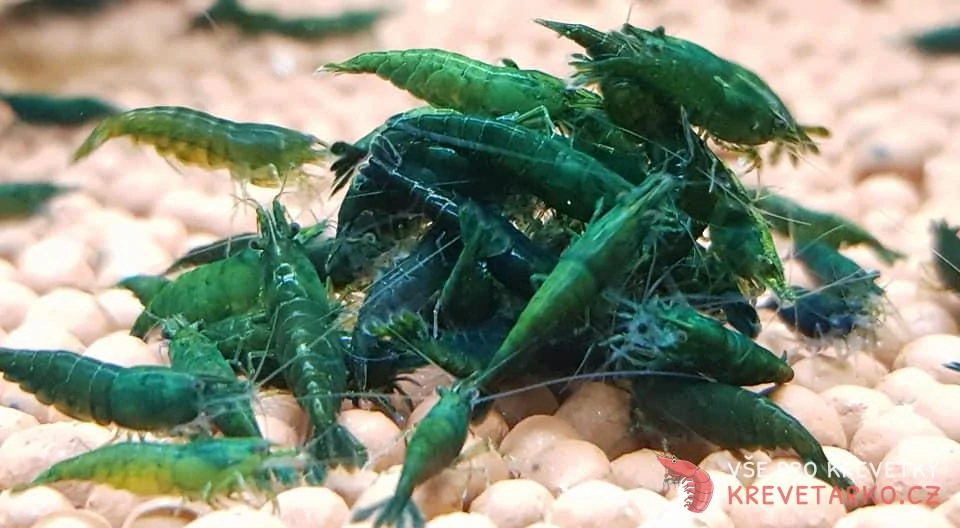 Neocaridina Davidi var.Green Jade
