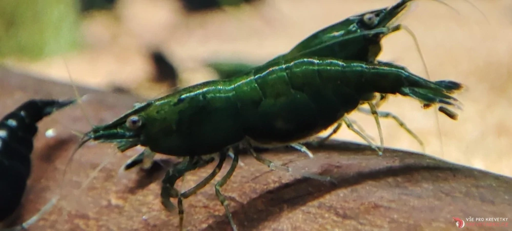 Neocaridina Davidi var.Green Jade Dark