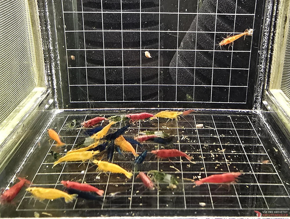 Neocaridina Davidi - mix barev