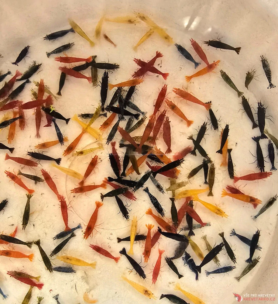 Neocaridina Davidi - mix barev
