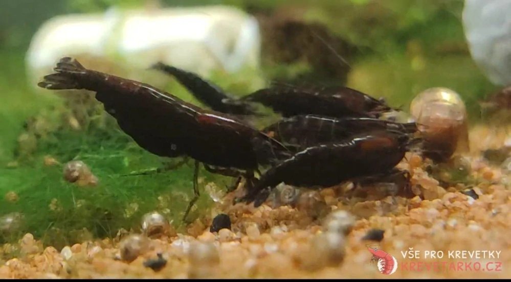 Neocaridina Davidi var. Black Rose