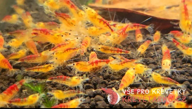 Caridina sp. Calceo Red Bee Dragon