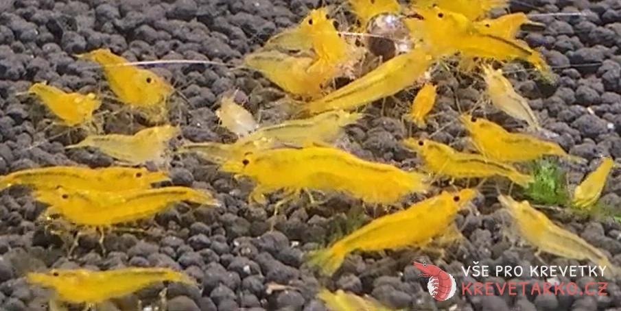 Caridina sp. Yellow King Kong