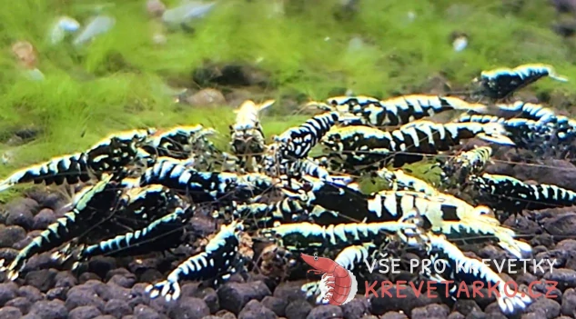 Caridina sp.Black Galaxy (Pinto Galaxy)