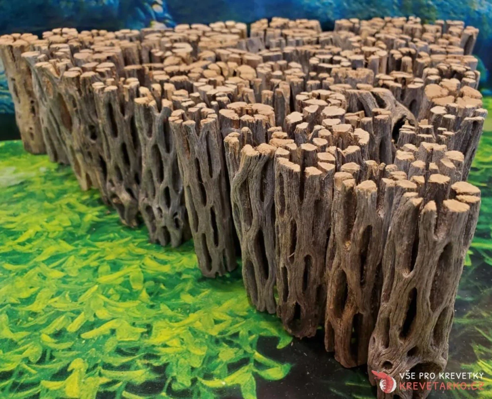 Cholla wood 7,5 cm