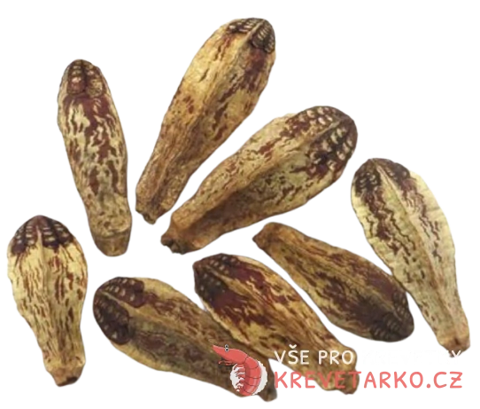 Plod Amerického Mahagonu (Swietenia)