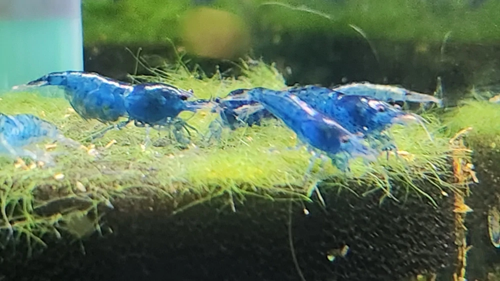 Neocaridina Davidi var. Blue Velvet