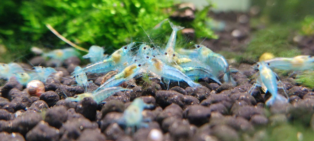 Neocaridina Davidi var. Blue Jelly