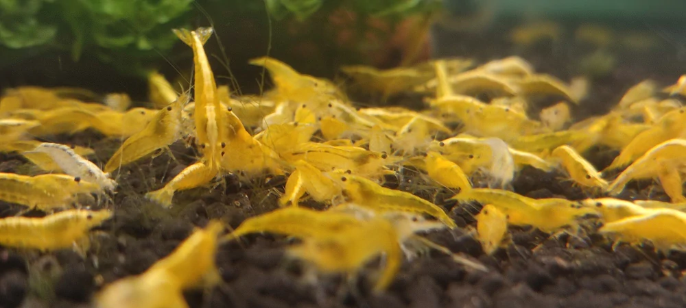 Neocaridina Davidi var. Yellow