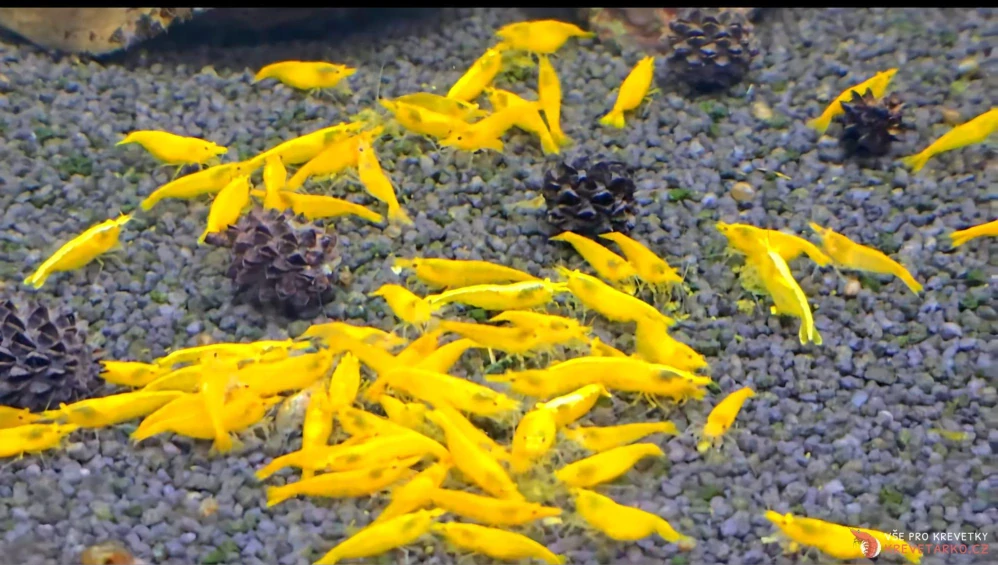 Neocaridina Davidi var. Yellow Backline