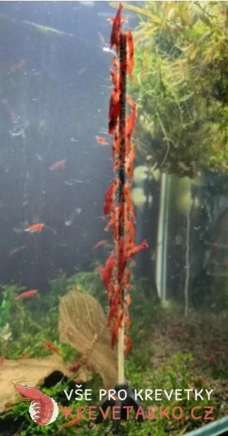 GlasGarten Shrimp Lollies 4in1 Power