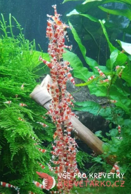 Shrimp Lollies Mega mix 15ks