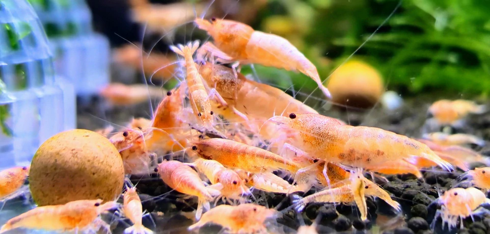 Caridina sp.Red Bolt