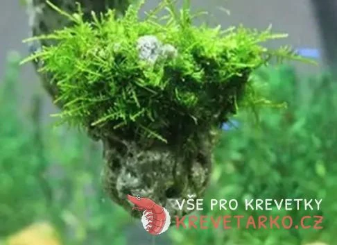 Vlasec na navazování mechů