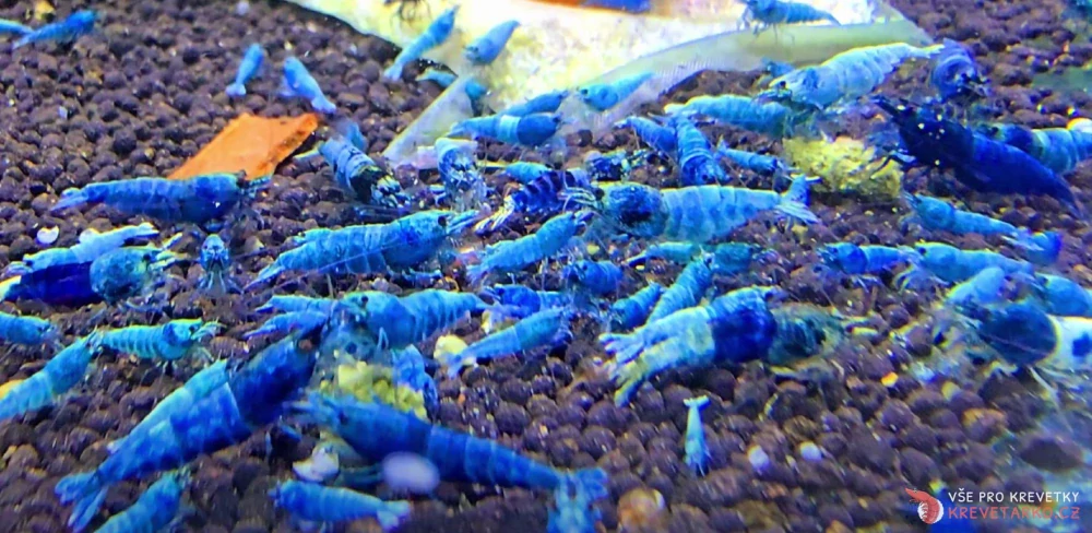 Caridina sp.Blue Bolt SS 