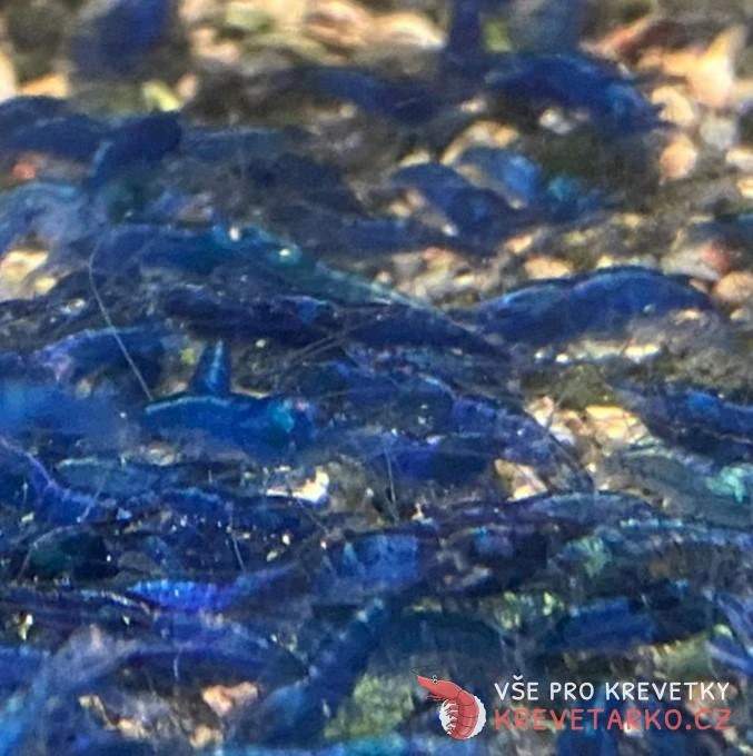 Neocaridina Davidi var. Blue Dream