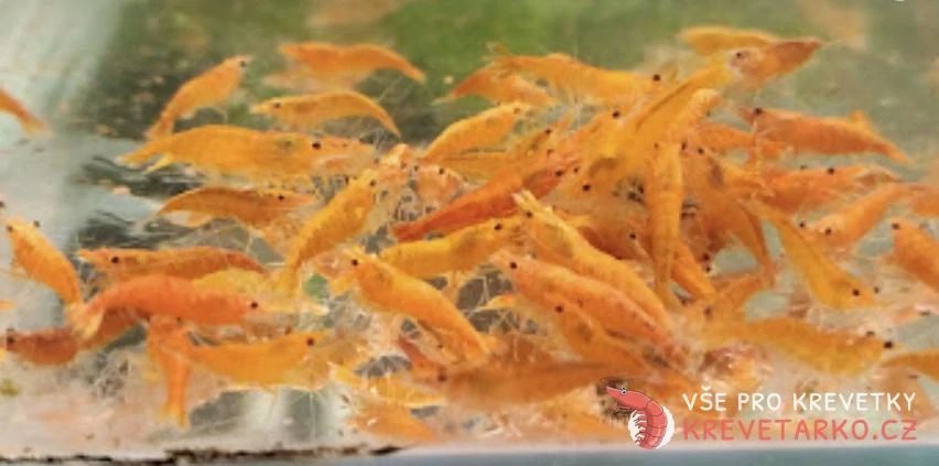 Neocaridina Davidi var. Orange