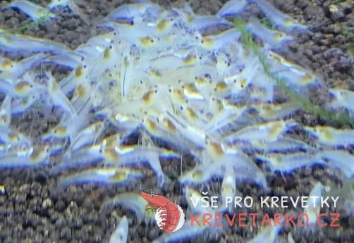 Neocaridina var. White Pearl