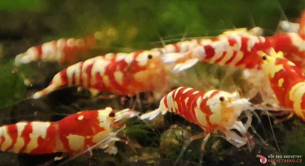 Caridina sp. Red Fancy Tiger