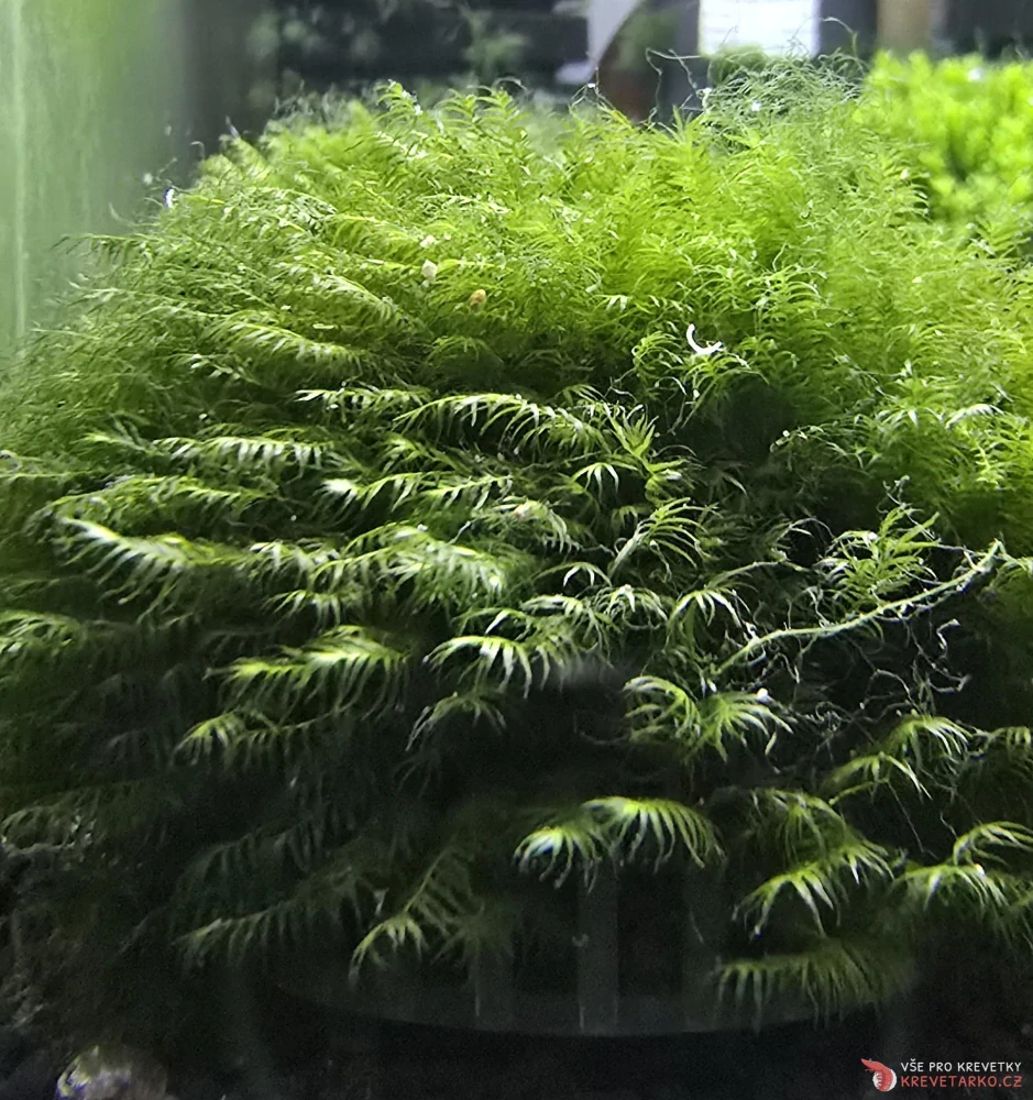 Fissidens fontanus - Phoenix moss