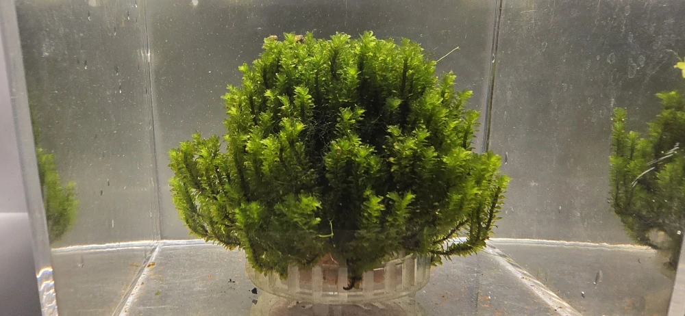 Distichophyllum sp. Hookeriaceae (Rare moss)