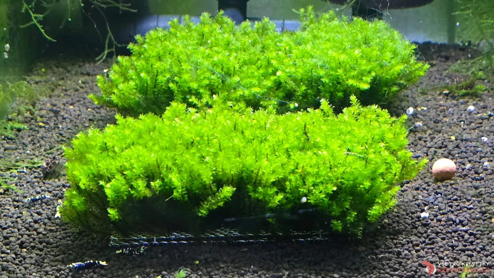 Distichophyllum sp. Hookeriaceae (Rare moss)