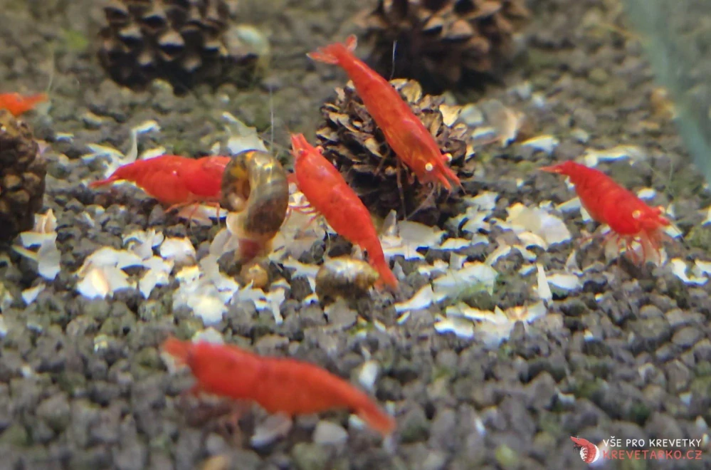 Neocaridina davidi var. Red Fire GE