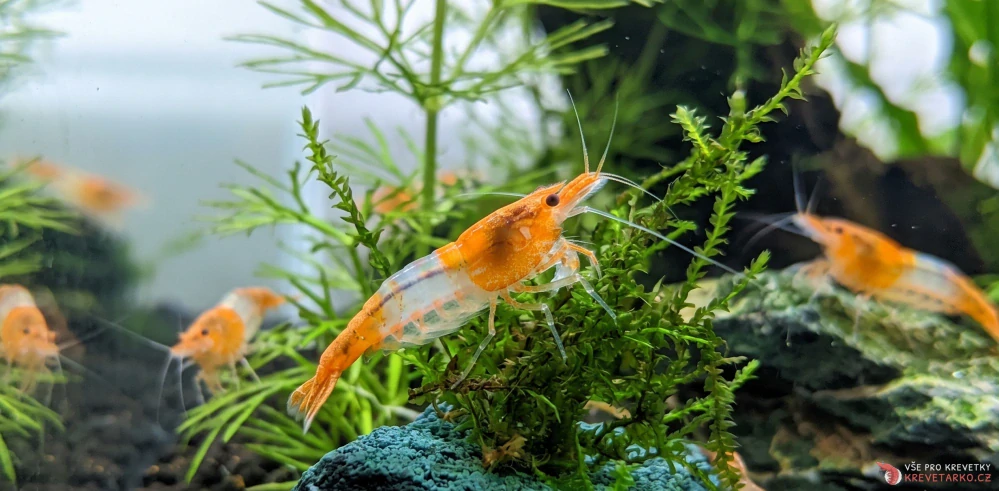 Neocaridina Davidi var. Orange Rilli