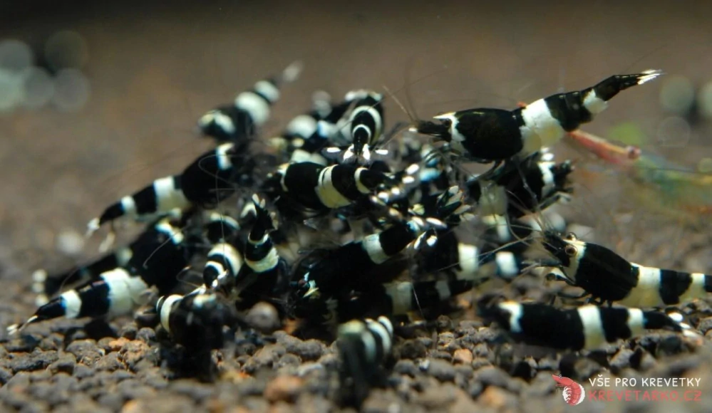 Caridina sp.Black Panda
