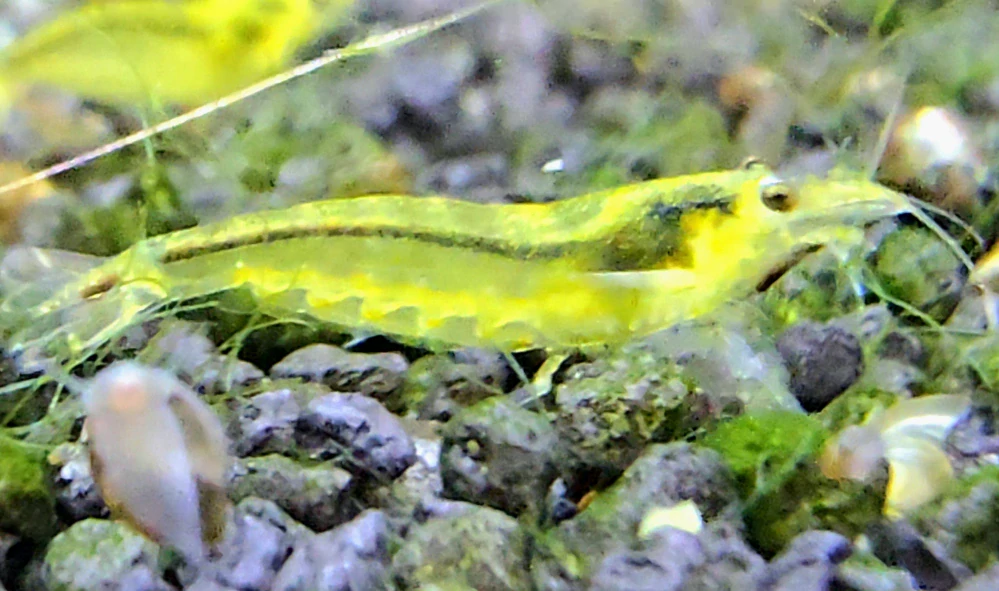 Caridina multidentata / Japonica Amano Yellow