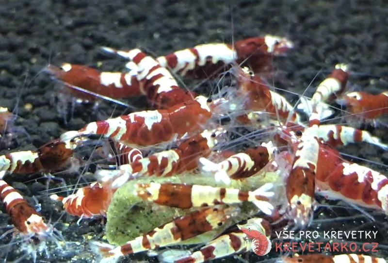 Caridina sp.Red Pinto Nanashi