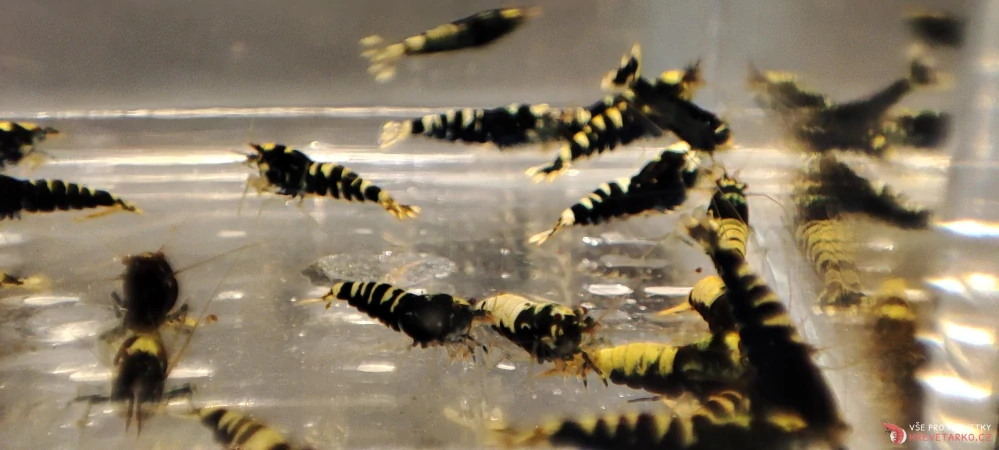 Caridina sp.Black Pinto Nanashi