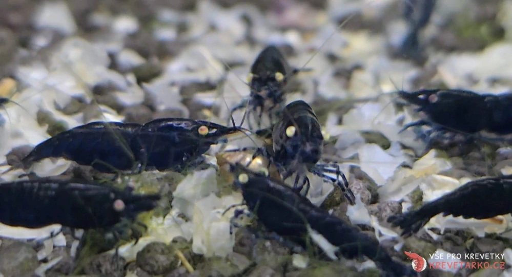 Neocaridina Davidi var. Blue Dark GE