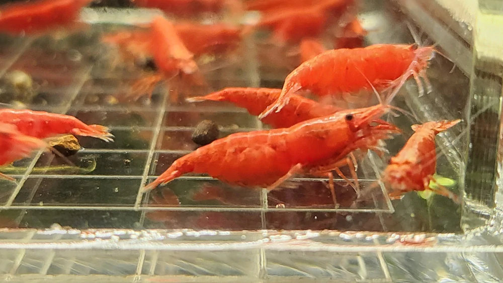 Neocaridina davidi var. Red Fire 
