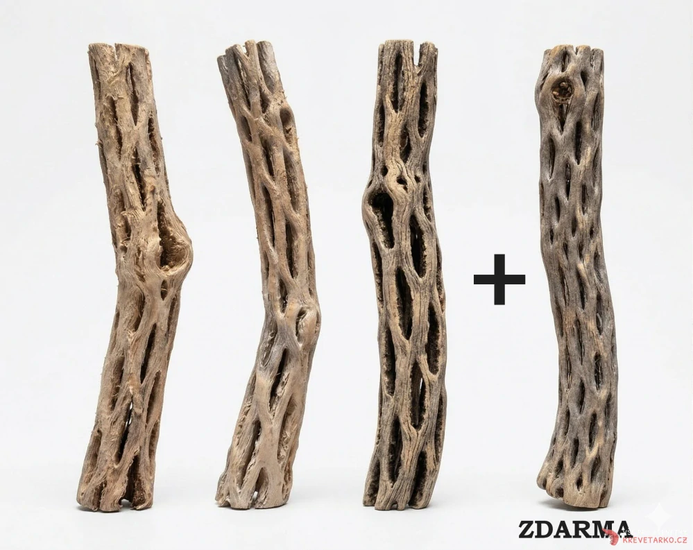 Cholla wood 15cm 3+1 zdarma