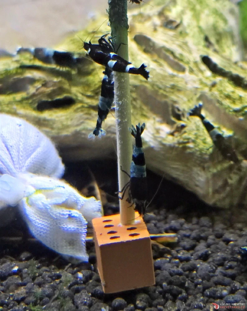 Shrimp-Lollies All-in-One 10ks