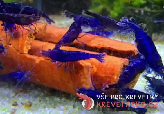 Neocaridina Davidi var. Blue Sapphire