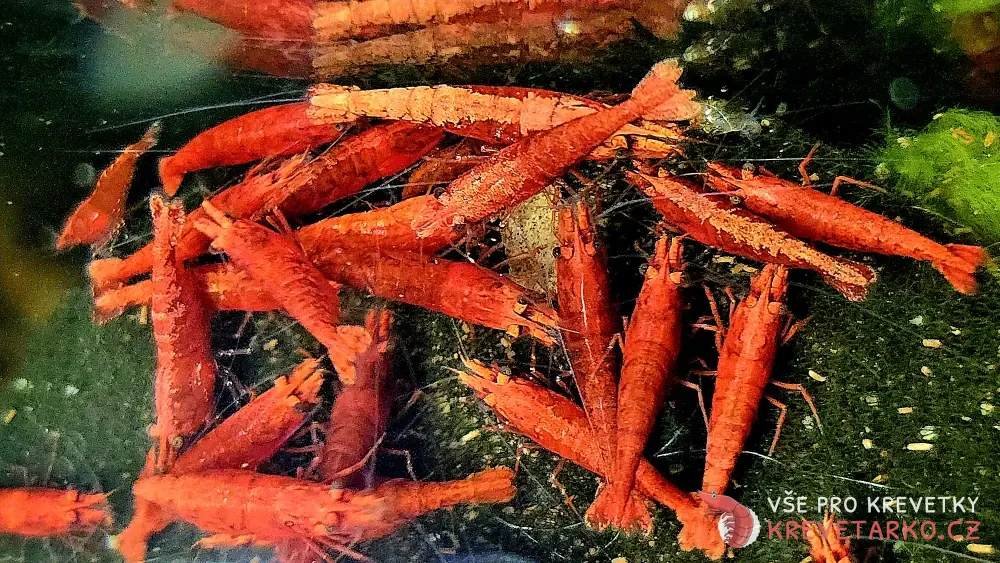 Neocaridina Davidi var. Red Fire