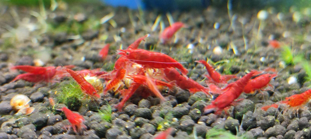 Neocaridina Davidi var. Blood Mary
