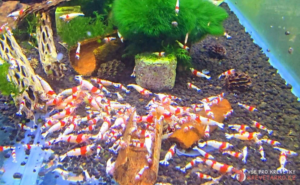 Caridina sp. Pure Red Line S-SS grade Hinomaru
