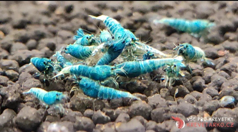 Caridina sp.Blue Bolt 