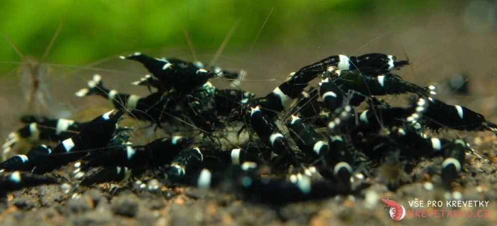 Caridina sp. Black King kong