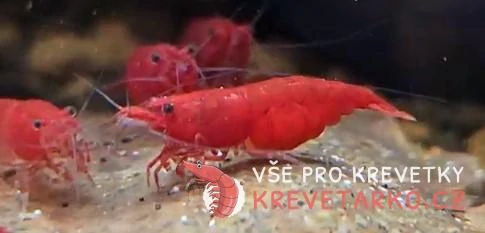 Neocaridina Davidi var. Blood Mary 