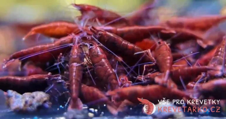 Neocaridina Davidi var. Blood Mary Dark