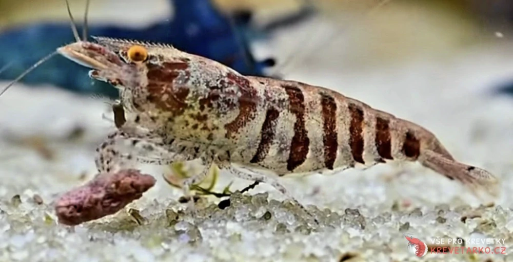 Caridina cf. Babaulti Zebra OE